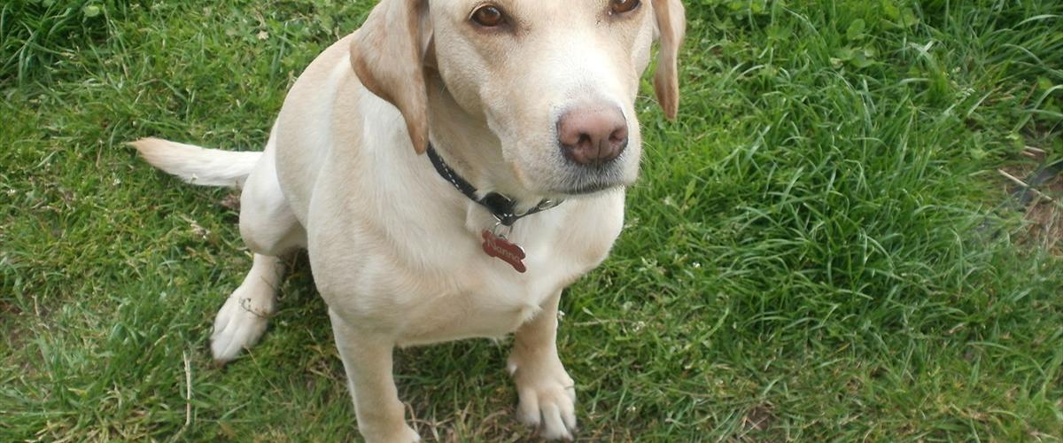 Labrador retriever Nanna - 2005 - Nanna, har vi hentede på en r...