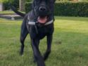 Cane corso Gaio
