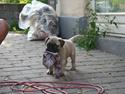 Bullmastiff Edda