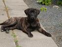 Bullmastiff Q