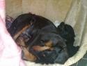Dvaergpinscher Ingolf:D Søsters<3