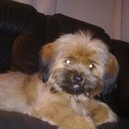 Blanding af racer Basse