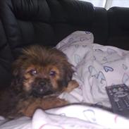 Blanding af racer Basse