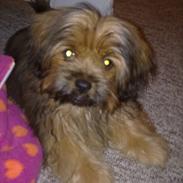 Blanding af racer Basse