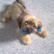 Blanding af racer Basse