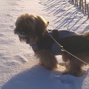 Blanding af racer Basse