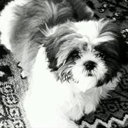 Shih tzu Barney