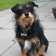 Blanding af racer Frida