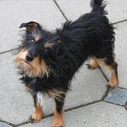 Blanding af racer Frida