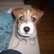 Jack russell terrier sofus