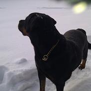 Rottweiler Yake Lanoz