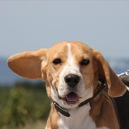 Beagle Kia