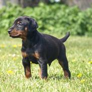 Dobermann caïx