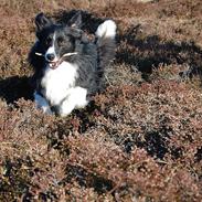 Border collie Spunk