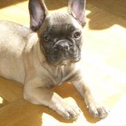 Fransk bulldog Magda