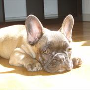 Fransk bulldog Magda