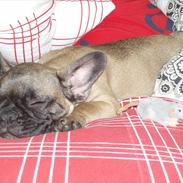 Fransk bulldog Magda