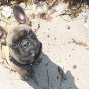 Fransk bulldog Magda