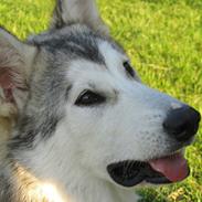 Alaskan malamute Ashlan