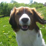 Kooikerhondje Kischa <3 | MIT ALT |