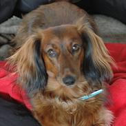 Dværggravhund Holger