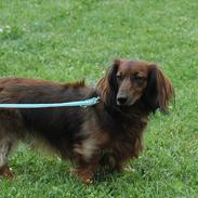 Dværggravhund Holger