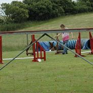 Dværggravhund Holger