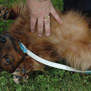 Dværggravhund Holger