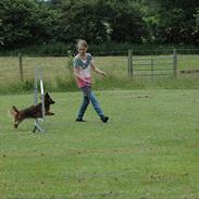 Dværggravhund Holger