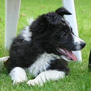 Border collie Spunk