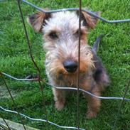 Welsh terrier Emma
