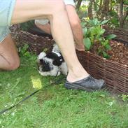 Biewer yorkshire terrier Max