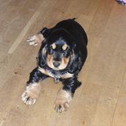 Cocker spaniel Magda