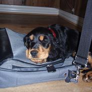 Cocker spaniel Magda