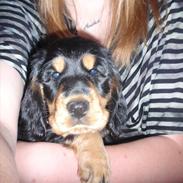 Cocker spaniel Magda