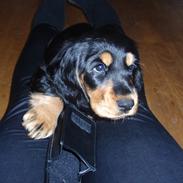 Cocker spaniel Magda