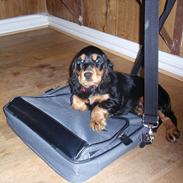 Cocker spaniel Magda