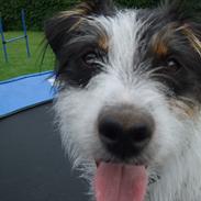 Blanding af racer Viggo