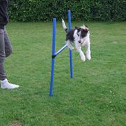 Blanding af racer Viggo