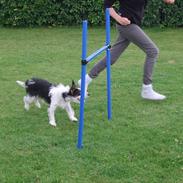 Blanding af racer Viggo