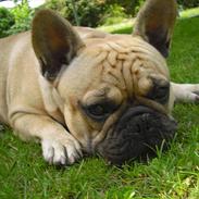 Fransk bulldog Anton