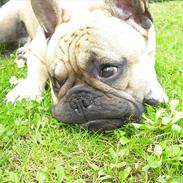 Fransk bulldog Anton