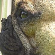 Fransk bulldog Anton