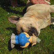 Fransk bulldog Anton