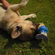 Fransk bulldog Anton