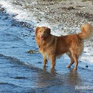 Nova scotia duck tolling retriever Shaggy Tollers Kenhu Danzing Zico R.I.P