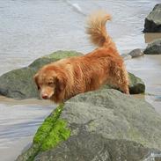 Nova scotia duck tolling retriever Shaggy Tollers Kenhu Danzing Zico R.I.P