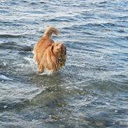 Nova scotia duck tolling retriever Shaggy Tollers Kenhu Danzing Zico R.I.P