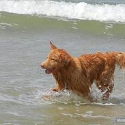 Nova scotia duck tolling retriever Shaggy Tollers Kenhu Danzing Zico R.I.P