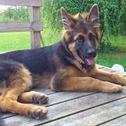Schæferhund Arthur